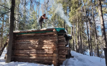 Log cabin in a forest at dawn, sunlight filtering through tall pine trees – video thumbnail (YouTube video)