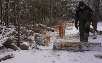 rustic log-cabin exterior before snowstorm, sawmill logs stacked beside cabin