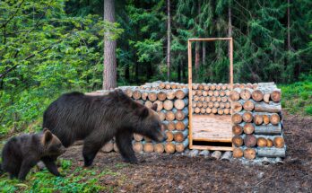 Thumbnail: Make it visually striking: show you in the hideout, with snow, maybe a lynx silhouette or tracks, with bold text overlay (“Winter Bunker”, “Lynx Invasion
